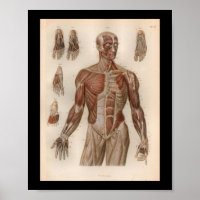 1879 Vintag Bock Anatomy Druckmuskeln