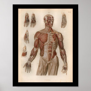 1879 Vintag Bock Anatomy Druckmuskeln Poster