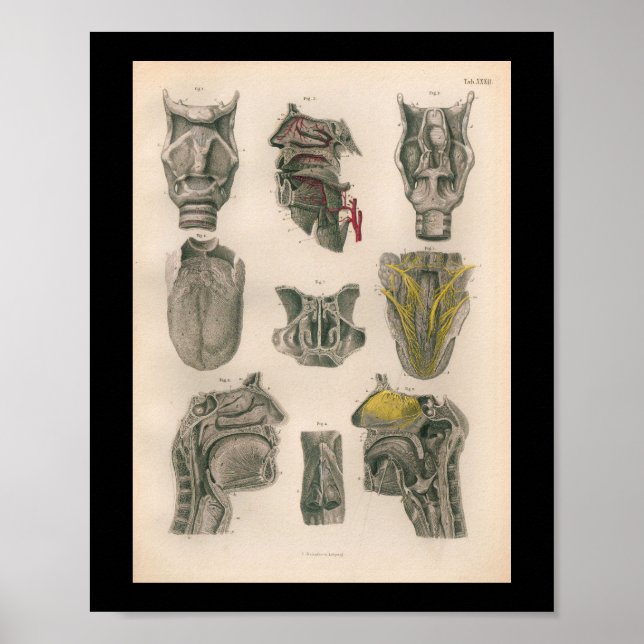 1879 Vintag Bock Anatomy Drucknase Poster (Vorne)