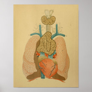 1879 Vintage Anatomie Druckherzlunge Poster