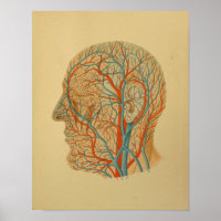 1879 Vintage Anatomie Druckkopfgefäße