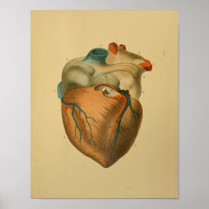 1879 Vintage Anatomie Print Human Heart Poster