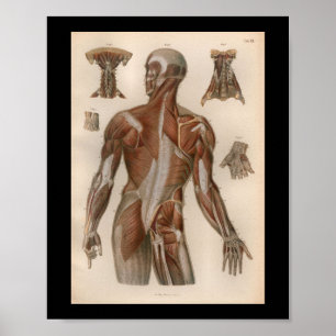 1879 Vintage Bock Anatomie Druck Muskeln Poster