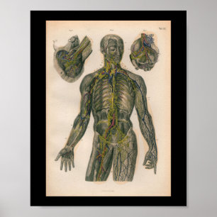 1879 Vintage Bock Anatomie Druck Nerven Poster
