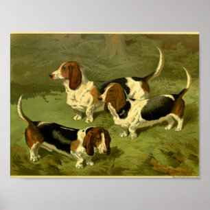 1881 Vintage Basset-Hunden drucken Poster