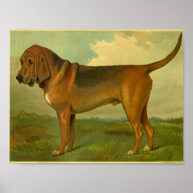 1881 Vintage Bloodhound-Druck Poster (Vorne)
