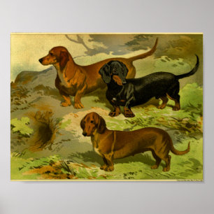 1881 Vintage-Dachshund-Druck Poster
