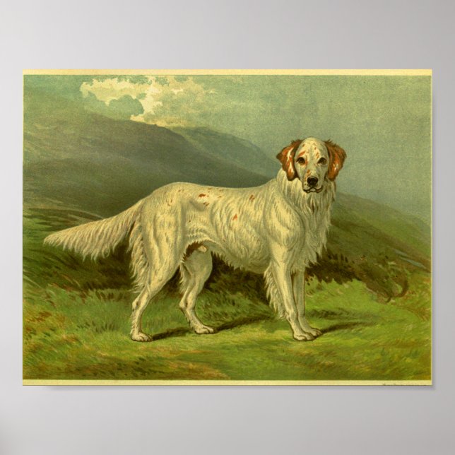 1881 Vintage-Englisch-Setter-Druck Poster (Vorne)