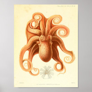 1881 Vintager Farbkraken-Kunst-Druck Poster