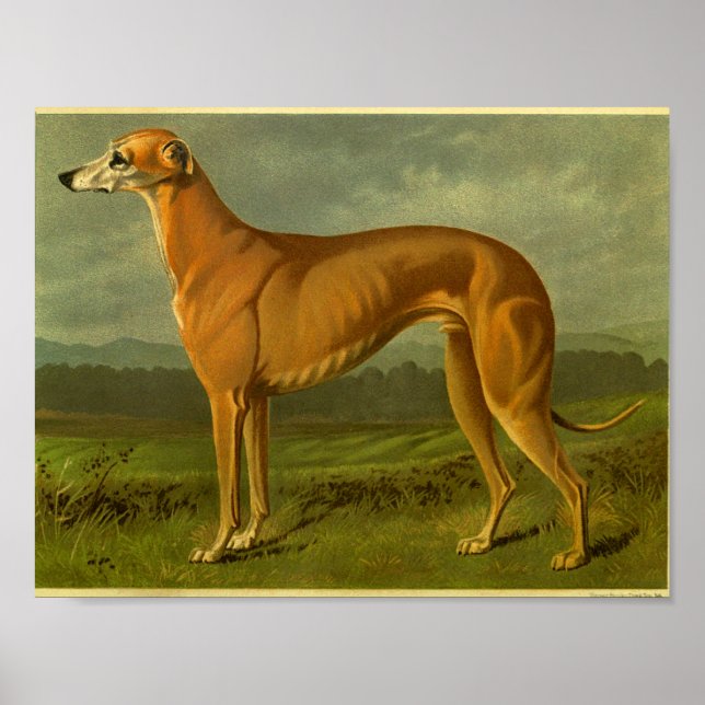 1881 Vintager Windhund Print Poster (Vorne)