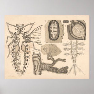 1882 Atmungsorgane Niedere Tiere Poster