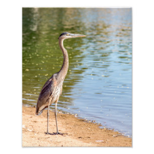 1884-Great Blue Heron Fotodruck