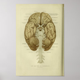1886 Vintage Anatomie des menschlichen Gehirns Poster