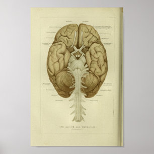 1886 Vintage Anatomie des menschlichen Gehirns Poster