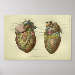 1886 Vintage Anatomie des menschlichen Herzens Pri Poster