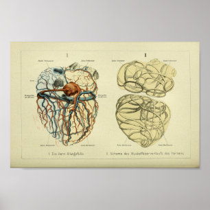 1886 Vintage Human Heart Anatomy Print Poster