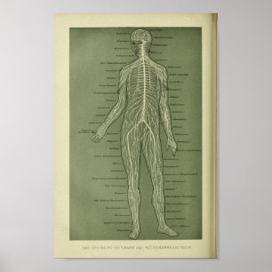 1886 Vintager menschlicher Nerven-Anatomie-Druck Poster