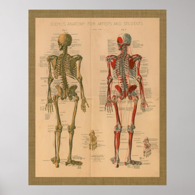 1888 Skelett Muskelanatomie Vintage Poster (Vorne)