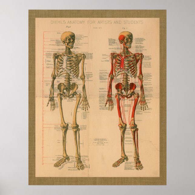 1888 Skelettmuskelansatz Anatomie Poster (Vorne)