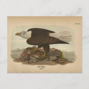 1890 Bird Bald Eagle Postkarte