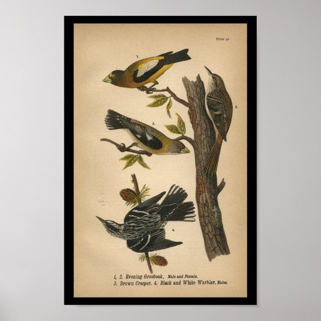 1890 Bird Print Abend Grosbeak Poster (Vorne)