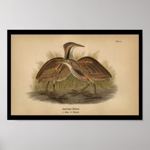 1890 Bird Print American Bittern Poster