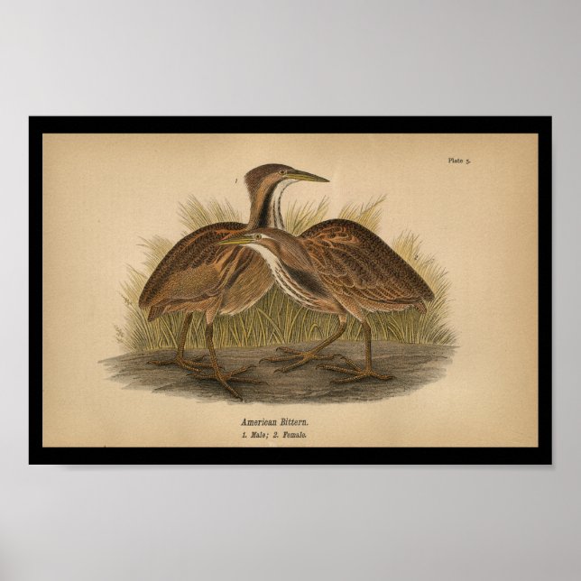 1890 Bird Print American Bittern Poster (Vorne)