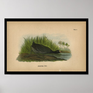 1890 Bird Print American Coot Poster