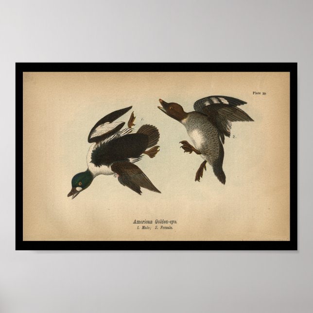 1890 Bird Print American Golden-eye Duck Poster (Vorne)
