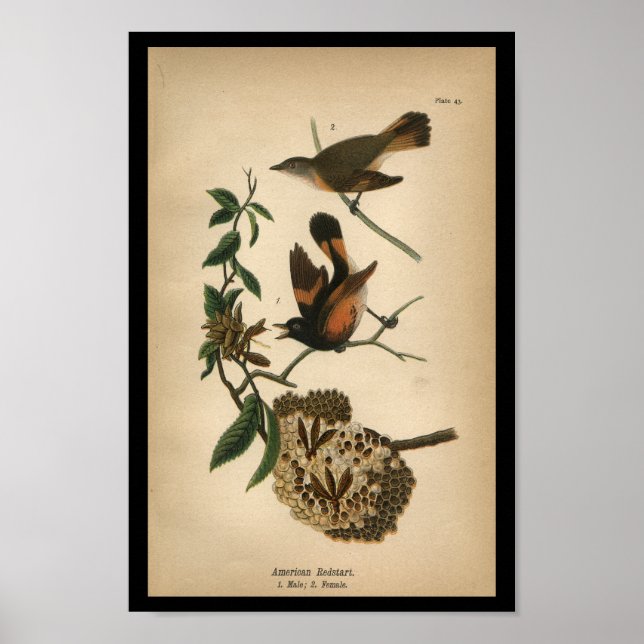 1890 Bird Print American Redstart Poster (Vorne)