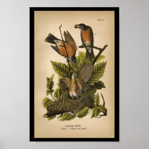 1890 Bird Print American Robin Poster