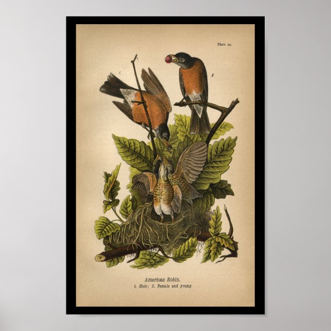 1890 Bird Print American Robin Poster (Vorne)