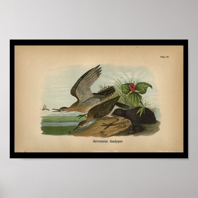 1890 Bird Print Bartramian Sandpiper Poster (Vorne)