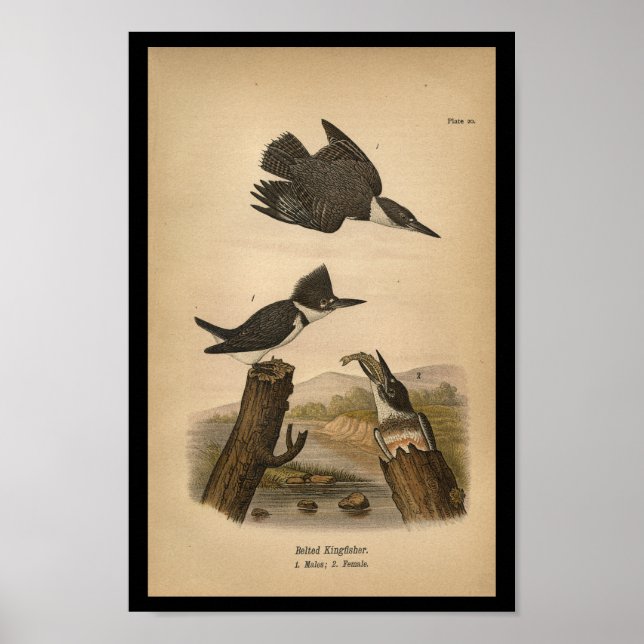 1890 Bird Print Belted Kingfisher Poster (Vorne)