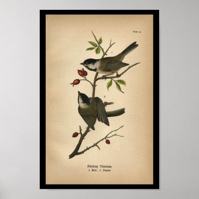1890 Bird Print Blackcap Titmouse Poster (Vorne)