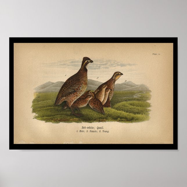 1890 Bird Print Bob-White Quail Poster (Vorne)