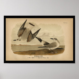 1890 Bird Print Bonaparte's Gull Poster