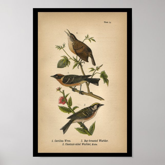 1890 Bird Print Carolina Wren Poster (Vorne)