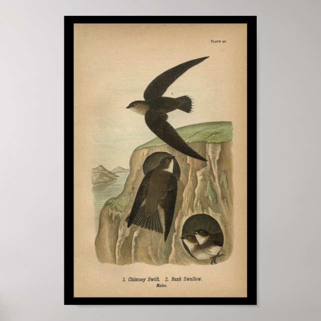 1890 Bird Print Chimney Swift Poster (Vorne)