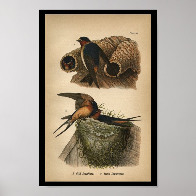 1890 Bird Print Cliff und Barn Swallows Poster (Vorne)