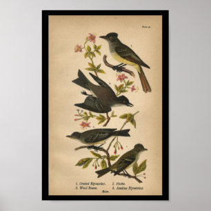 1890 Bird Print Crested Flycatcher Poster