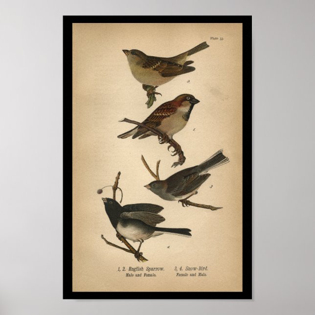 1890 Bird Print English Sparrow Poster (Vorne)