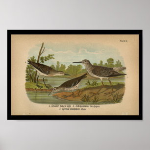 1890 Bird Print Gepunktet Sandpiper Vintag Poster