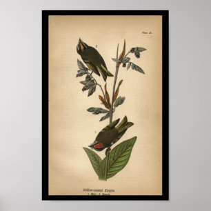 1890 Bird Print Golden-crested Kinglet Poster