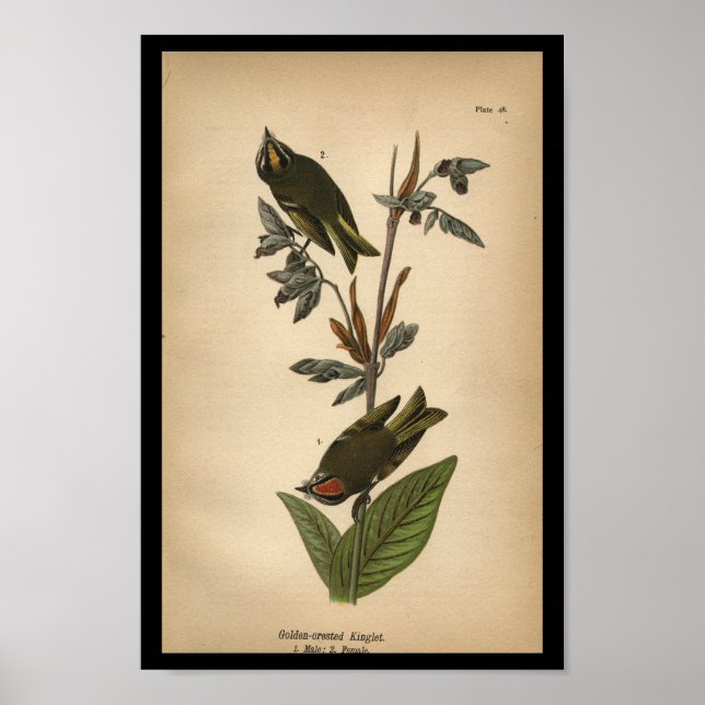 1890 Bird Print Golden-crested Kinglet Poster (Vorne)