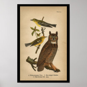 1890 Bird Print Great Horned Owl Poster