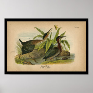 1890 Bird Print Green Heron Poster