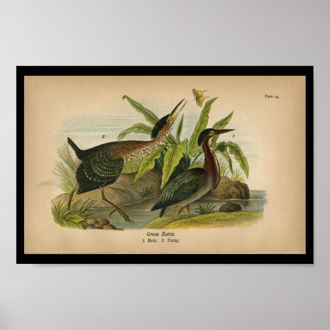 1890 Bird Print Green Heron Poster (Vorne)