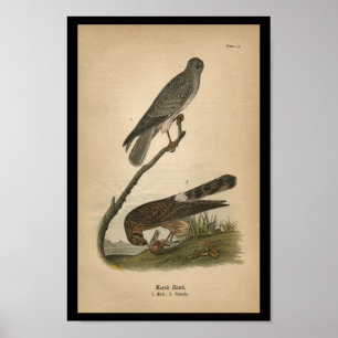 1890 Bird Print Hawk Poster