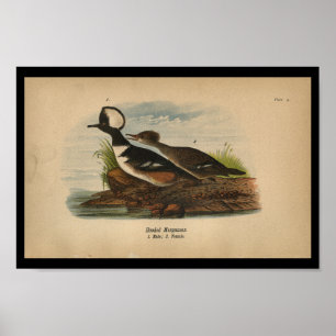 1890 Bird Print Hooded Merganser Poster